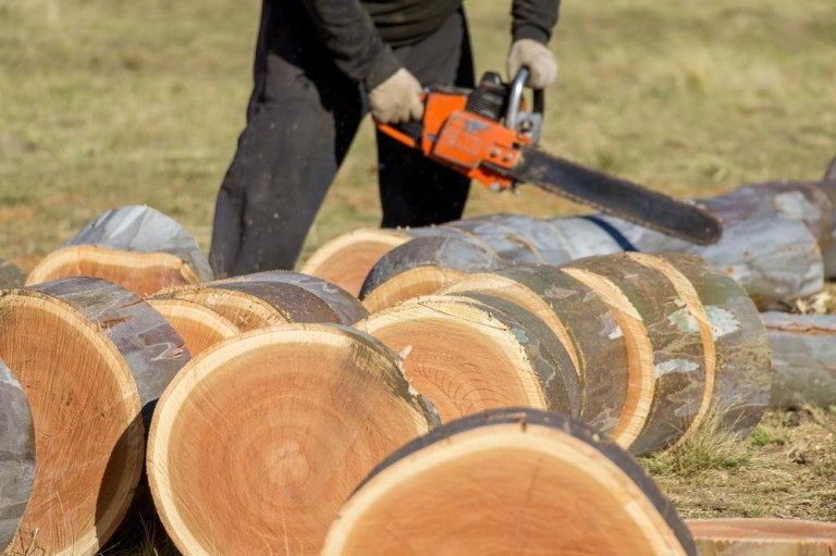 Quand et comment réaliser l'élagage de vos arbres à Moulins-lès-Metz