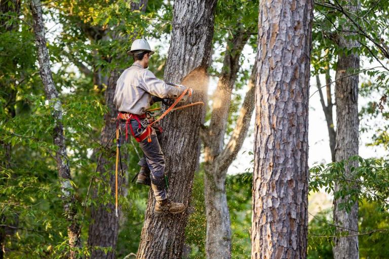 Quand faut-il envisager l'abattage d'un arbre près d'Amnéville ?
